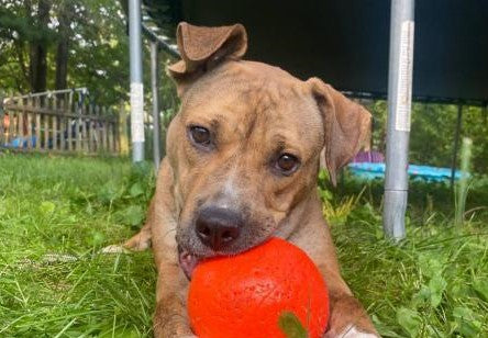 Rescue of the Month: Pittie Posse Rescue
