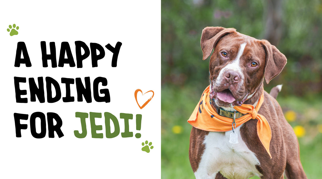 A Happy Ending for Jedi: A Rescue Dog Finds His Forever Home Through Downeast Dog News