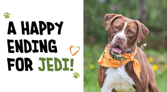 A Happy Ending for Jedi: A Rescue Dog Finds His Forever Home Through Downeast Dog News