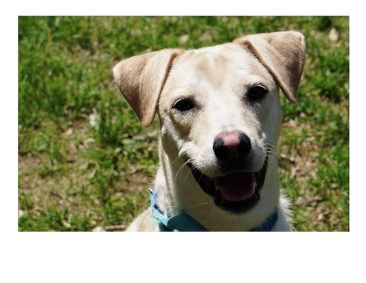 Rescue of the Month: P.A.W.S. Animal Adoption Center