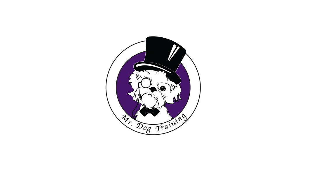 It’s Time to Have Fun with Your Dog