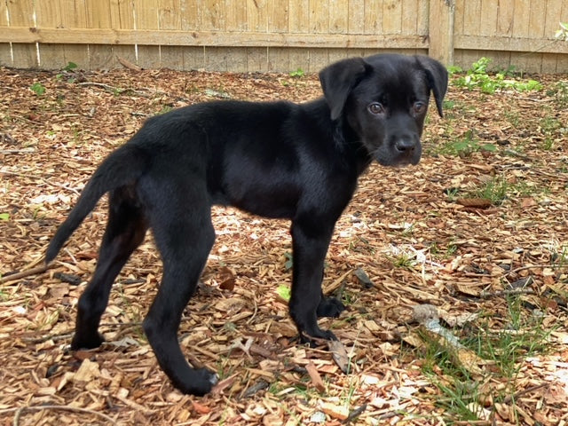 Rescue of the Month: Underhound Railroad