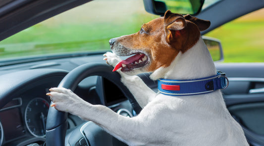 Time to Renew Dog Licenses