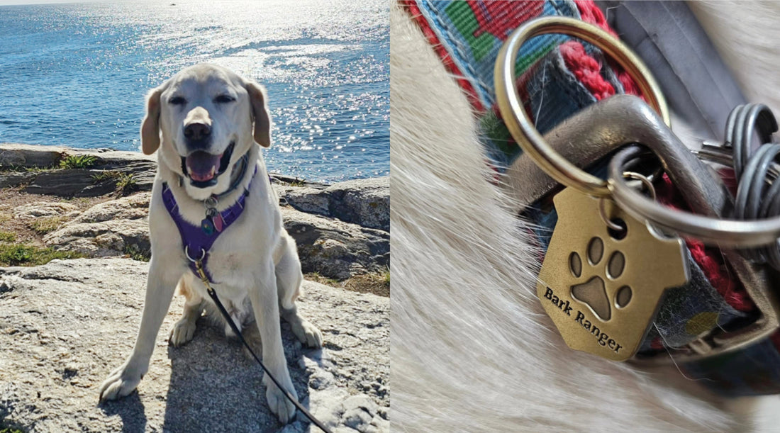 Bernie Earns Acadia Bark Ranger Status
