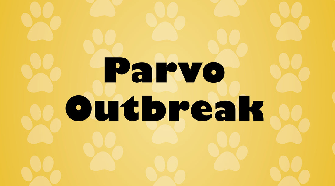 Parvo Outbreak