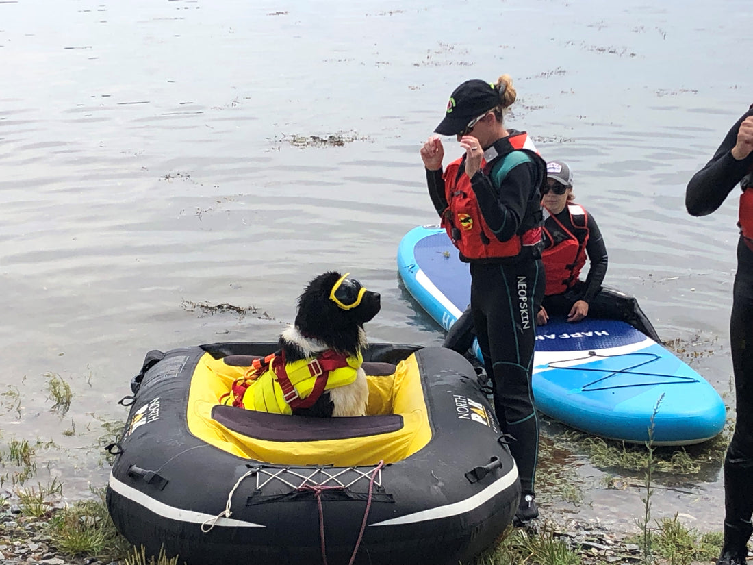 Canine Water Rescue Demonstration