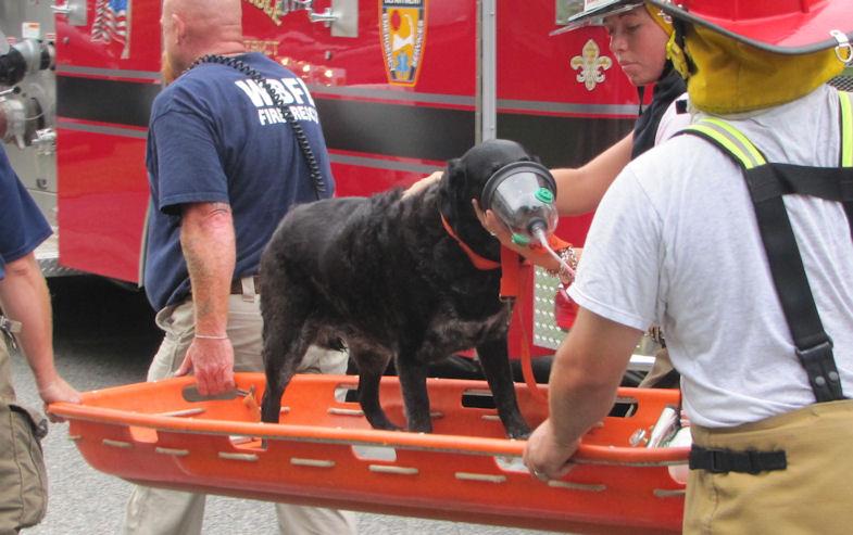 Maine’s Pet Oxygen Mask Project
