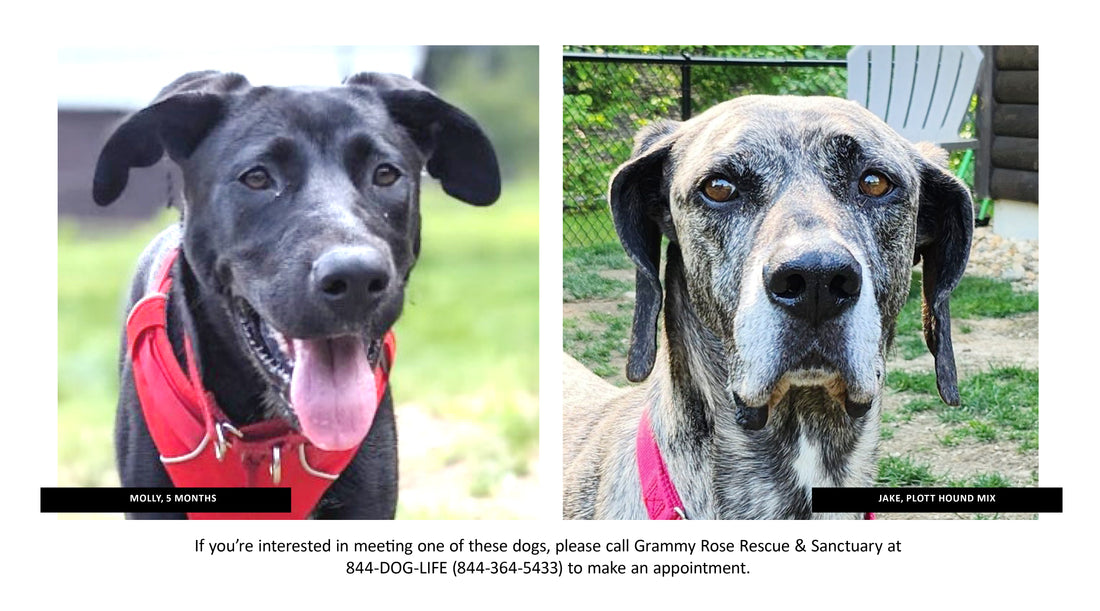 Rescue of the Month: Grammy Rose Rescue & Sanctuary