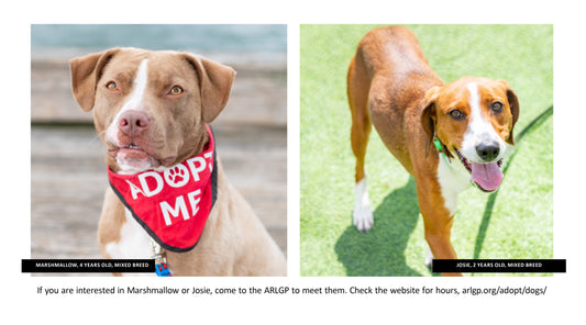Rescue of the Month: Animal Refuge League of Greater Portland