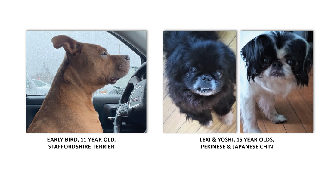 Old Dogs New Digs Love Never Gets Old