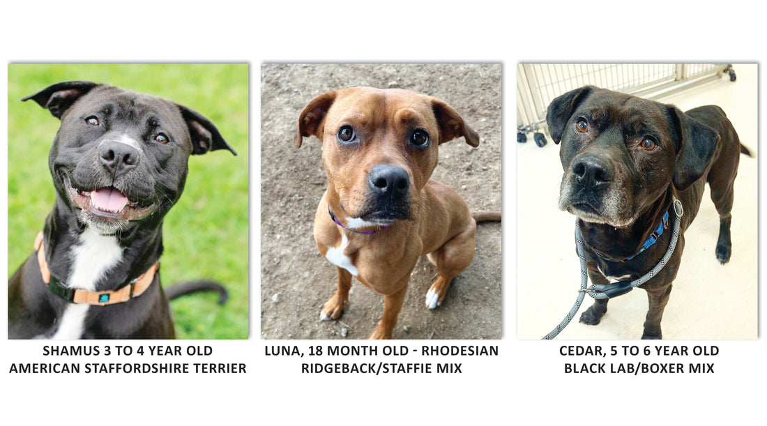 Rescue of the Month: Responsible Pet Care of Oxford Hills Promoting the Responsible Treatment of Pets