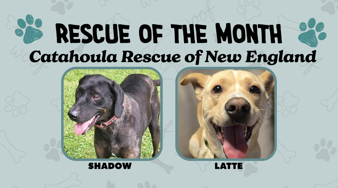 Catahoula Rescue of New England