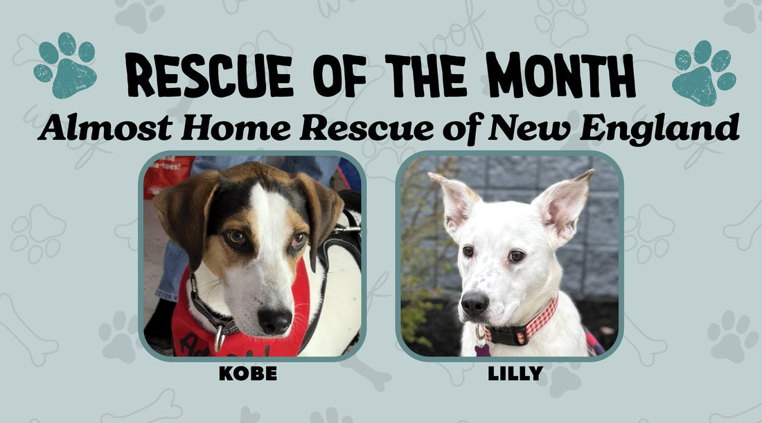 Almost Home Rescue of New England