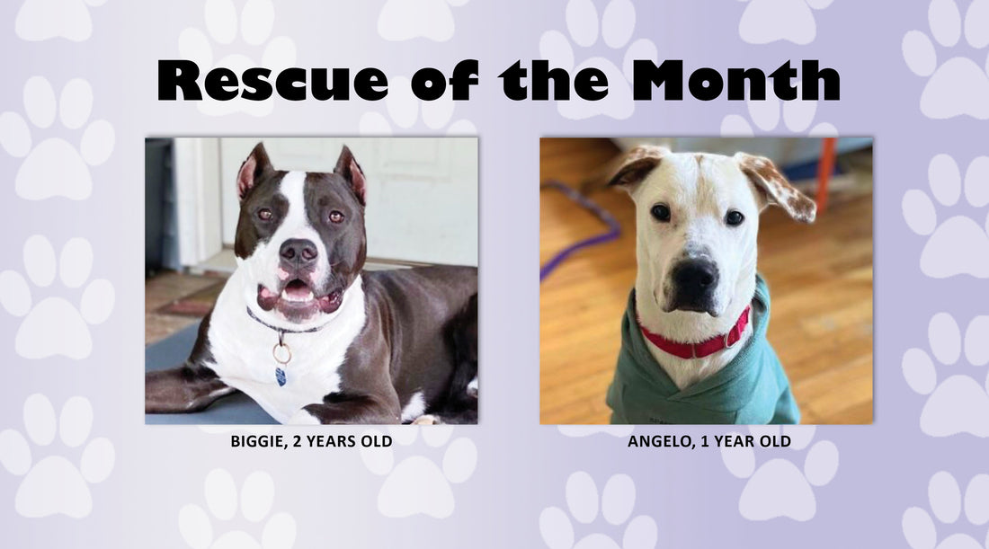 Pittie Posse Rescue & Sanctuary  Providing Second Chances for Bully Breeds