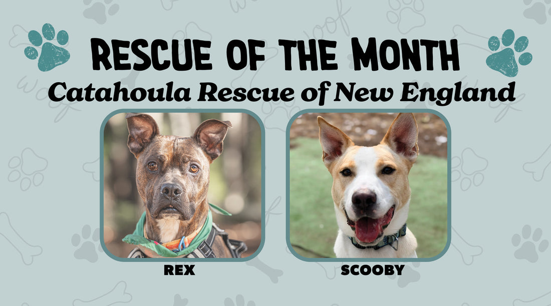 The Animal Orphanage