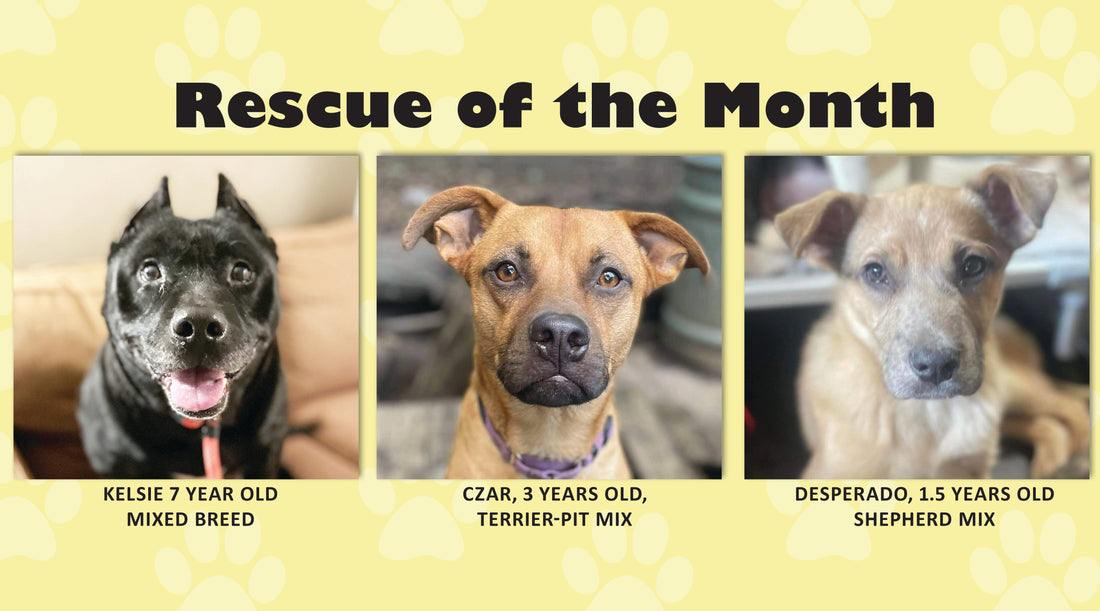 Rescue of the Month: The Grateful Dog