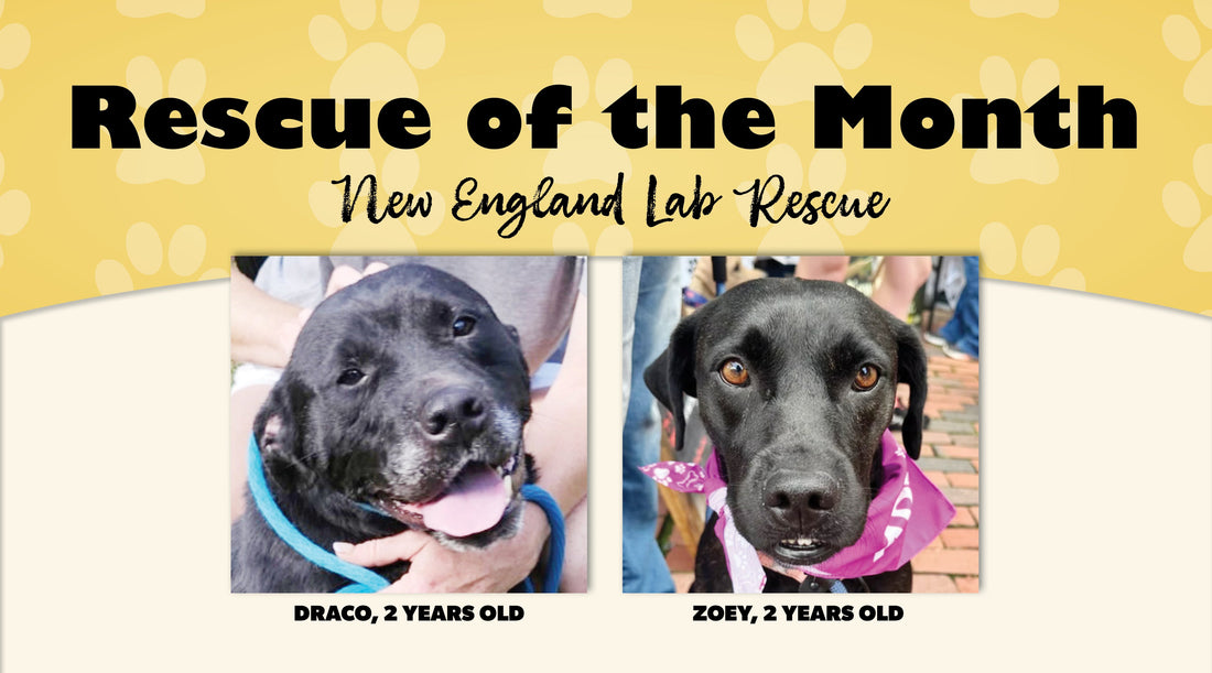 NELR Needs Fosters to Rescue More Labs