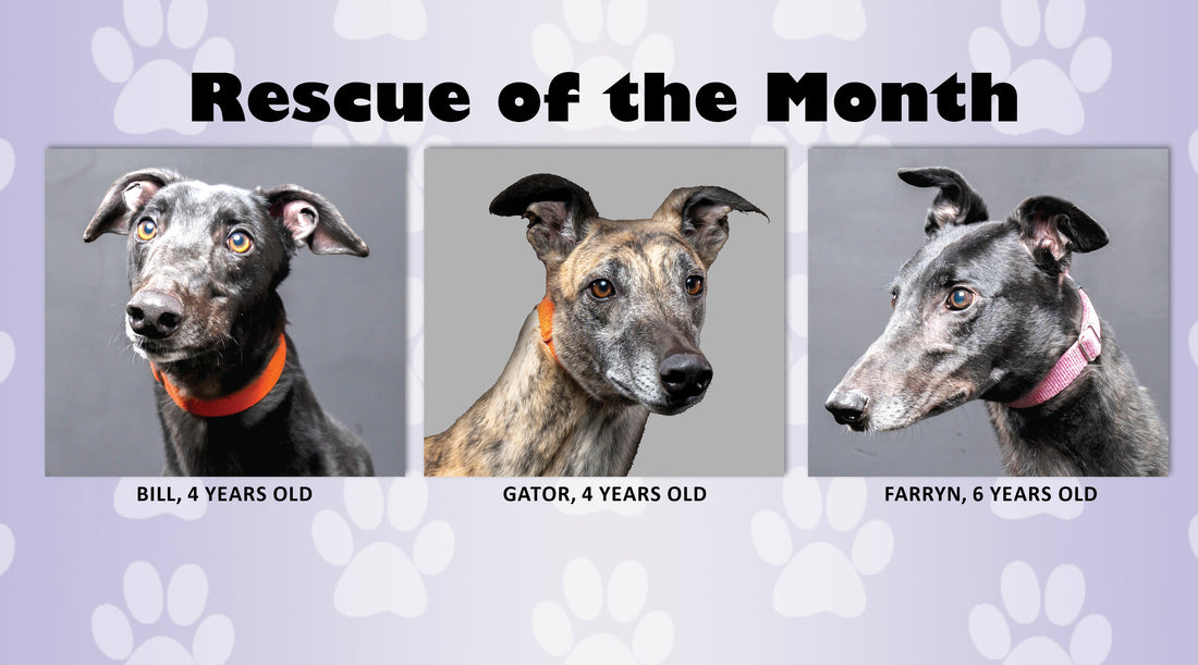 Maine Greyhound Placement Service
