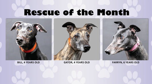 Maine Greyhound Placement Service