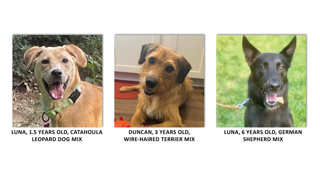 Rescue of the Month:  Almost Home Rescue of New England