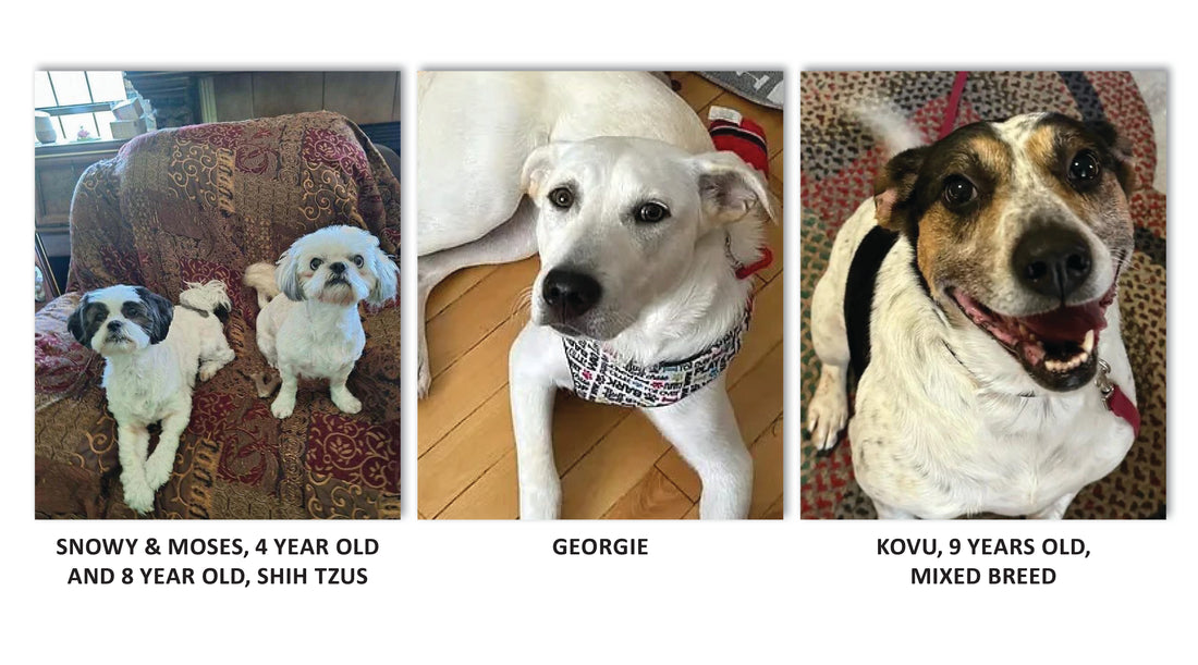Rescue of the Month: Lucky Pup Rescue