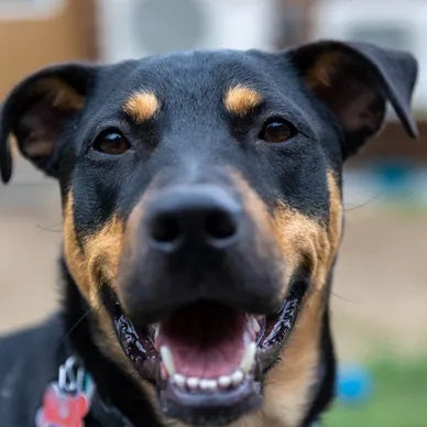 Rescue of the Month: Grammy Rose Dog Rescue and Sanctuary