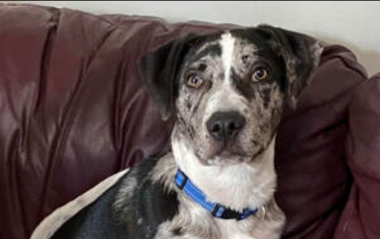Rescue of the Month: Catahoula Rescue of New England