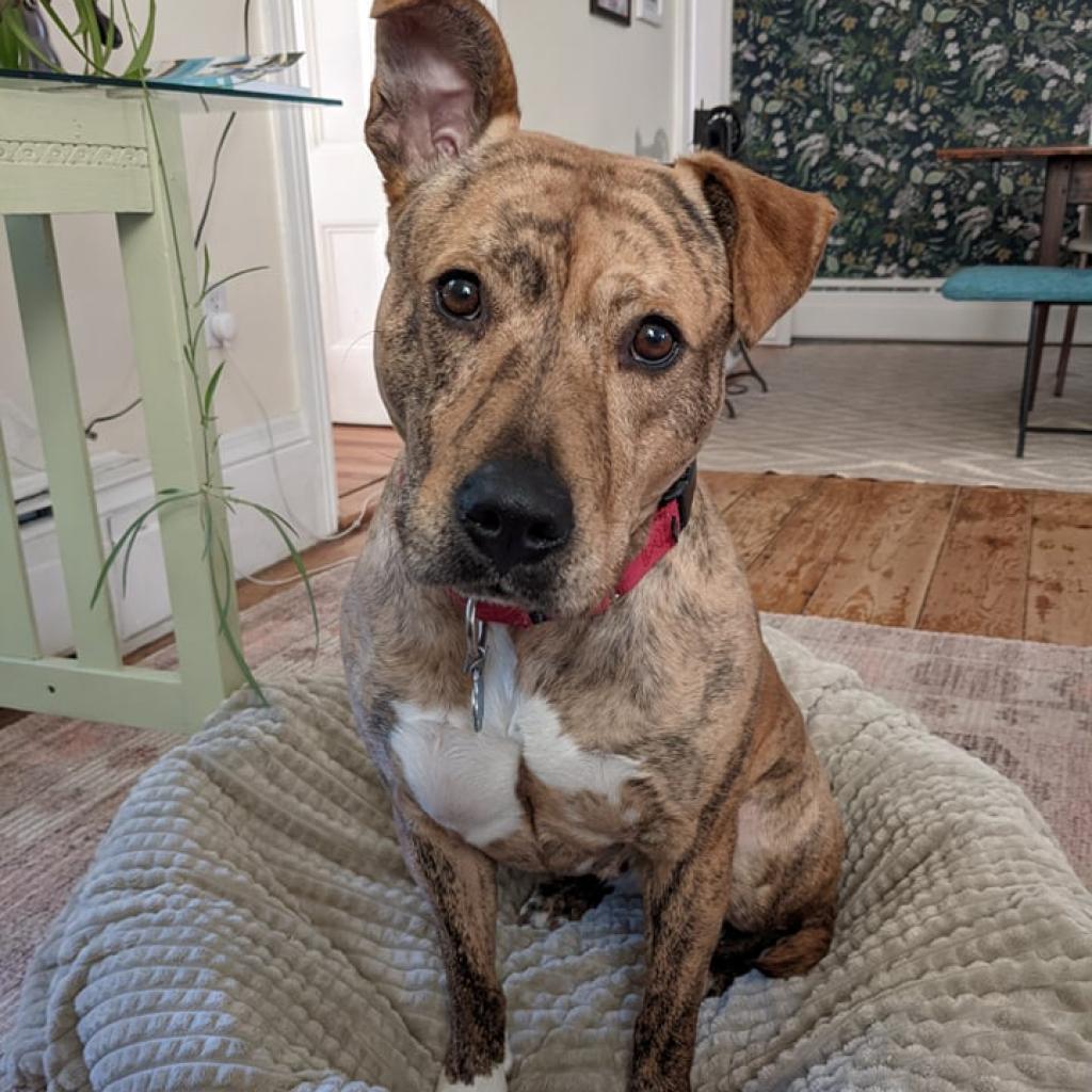 Rescue of the Month: Pope Memorial Humane Society