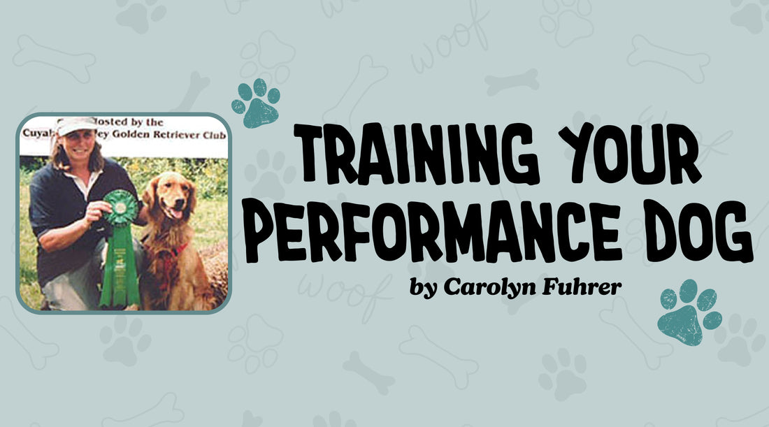 Building Confidence in Agility Dogs
