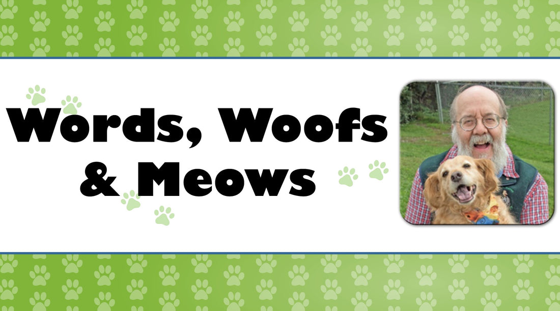 Pet Insurance – Why It's A Good Idea