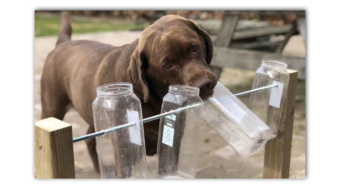 Creative Canine Enrichment