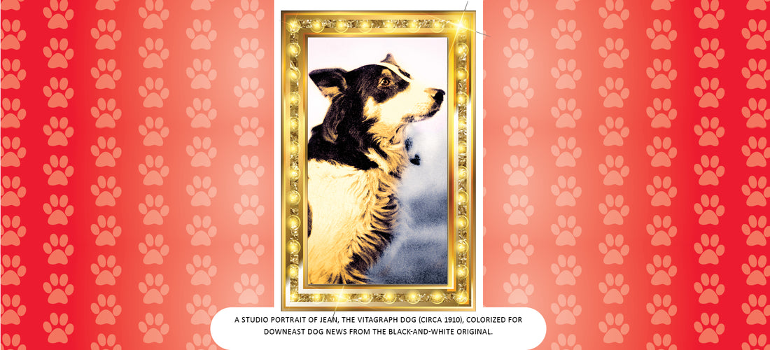 Eastport Collie was First Animal Movie Star and Played the Lead Role in Maine’s First Film