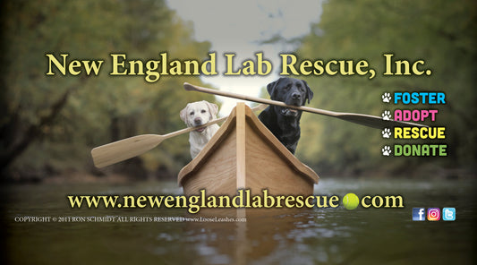 New England Lab Rescue