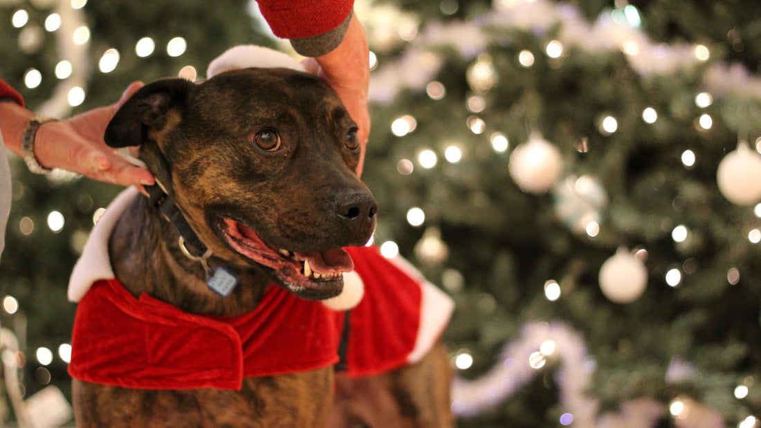 Holiday & Winter Traditions