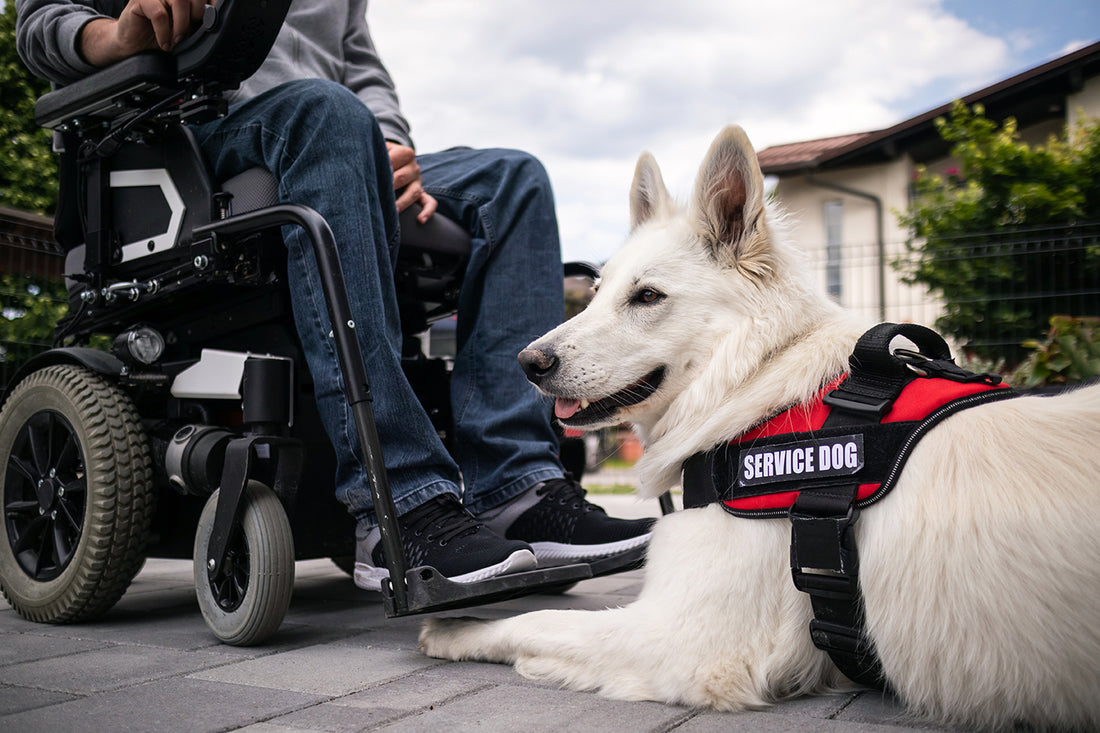 Applying for a Service Dog