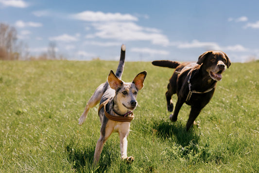 How to Keep Pets Safe and Pests Away This Season