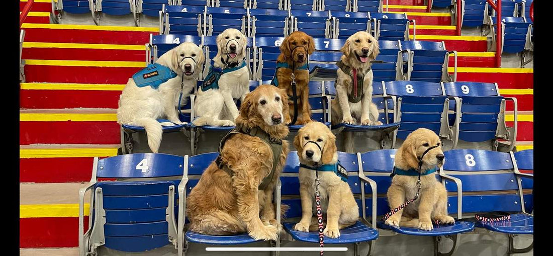 Paying It Forward: Mission Working Dogs