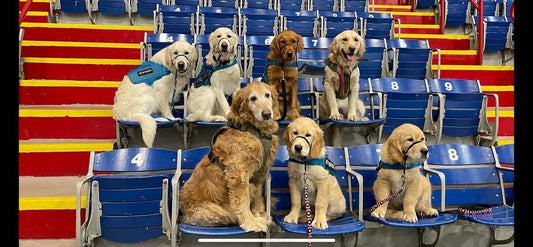 Paying It Forward: Mission Working Dogs