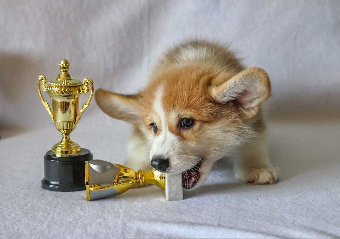 2023 Downeast Dog News Best of the Best contest!